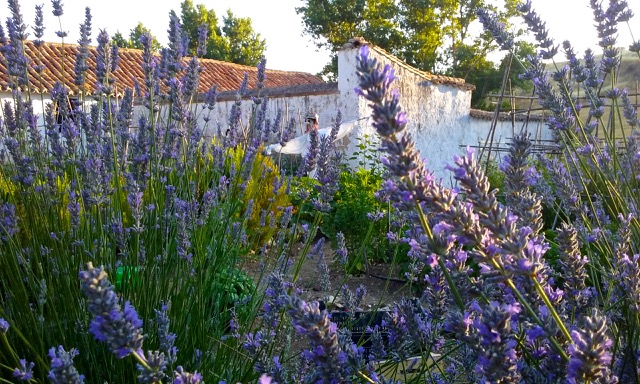Our scarecrow Gonzales, in a sea of lavender. Photo © snobb.net